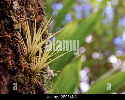 Macro photographie de deux petites plantes de tillandsia croissant d'un tronc dans une forêt tropicale du centre des montagnes andines de Colombie, près de la ville de Banque D'Images