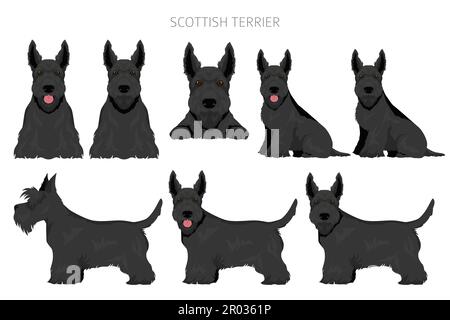 Chiens de terrier écossais dans différentes poses et couleurs de pelage. Kit de mascotch pour adultes et chiots. Illustration vectorielle Illustration de Vecteur