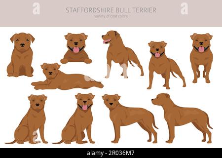 Staffordshire Bull Terrier. Différentes variaties de couleur de pelage Bully Dogs Set. Illustration vectorielle Illustration de Vecteur