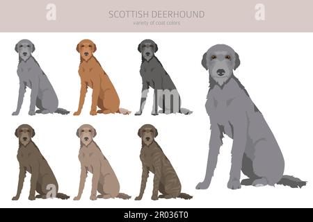 Chien de chasse écossais. Différentes poses, ensemble de couleurs de pelage. Illustration vectorielle Illustration de Vecteur