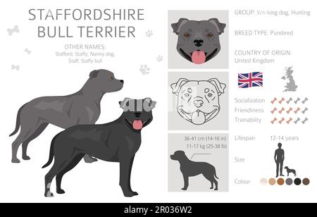 Staffordshire Bull Terrier. Différentes variaties de couleur de pelage Bully Dogs Set. Illustration vectorielle Illustration de Vecteur