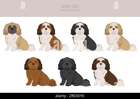 Pose de Shih Tzu, ensemble de couleurs de pelage. Illustration vectorielle Illustration de Vecteur