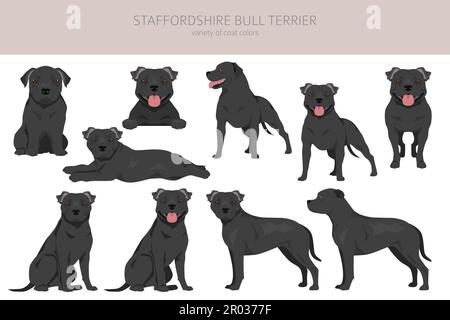 Staffordshire Bull Terrier. Différentes variaties de couleur de pelage Bully Dogs Set. Illustration vectorielle Illustration de Vecteur