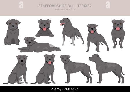 Staffordshire Bull Terrier. Différentes variaties de couleur de pelage Bully Dogs Set. Illustration vectorielle Illustration de Vecteur
