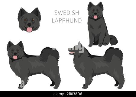 Couleurs de manteau suédois de Lapphund, différentes poses clipart. Illustration vectorielle Illustration de Vecteur