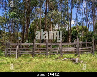 Un ancien corral en bois devant une forêt d'eucalyptus dans une ferme près de la ville d'Arcapuco dans le centre des montagnes andines de Colombie. Banque D'Images
