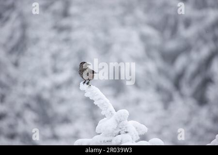 Nucifraga caryocatactes assis sur une branche enneigée, la meilleure photo. Banque D'Images