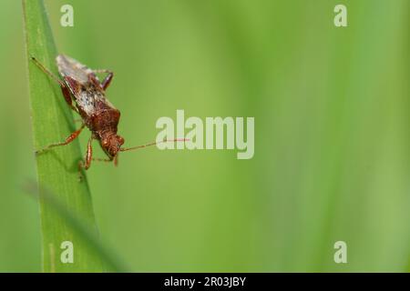 Gros plan naturel sur un petit insecte de plante rouge sans odeur de Rhopalide, Rhopalus subrufus sur une lame d'herbe verte Banque D'Images