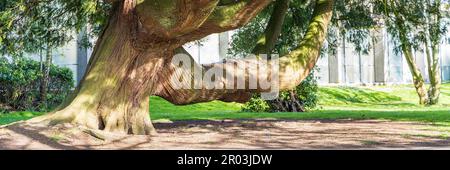Vieux arbre dans le parc Fitzgerald dans la province de Cork Munster en Irlande Europe Banque D'Images