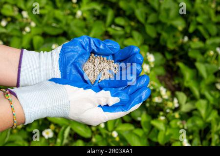le jardinier tient dans ses mains en gants les granules de l'engrais minéral superphosphate. Banque D'Images