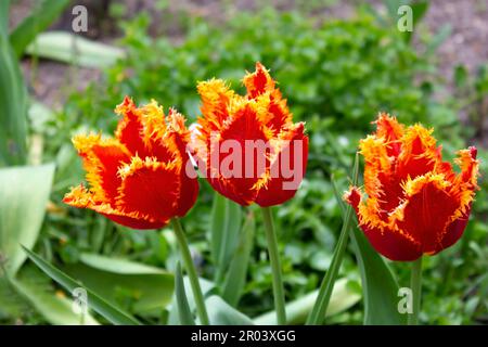 Magnifiques tulipes rouges avec bordure et frange jaunes. Plantes de jardin de printemps. Banque D'Images