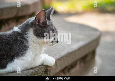 Un chat endormi à fourrure blanche et grise sur les marches devant l'entrée de la maison dans le jardin. Banque D'Images