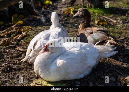 Deux canards muscovy blancs et un canard brun sont assis sur le sol, illuminés par le soleil éclatant. Gros plan. Banque D'Images