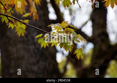 Branche de globosum de Norvège érable avec feuilles. Nom latin Acer platanoides globosum Banque D'Images