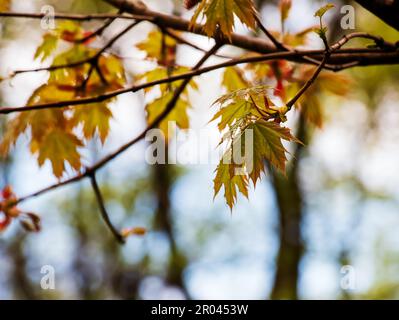 Branche de globosum de Norvège érable avec feuilles. Nom latin Acer platanoides globosum Banque D'Images