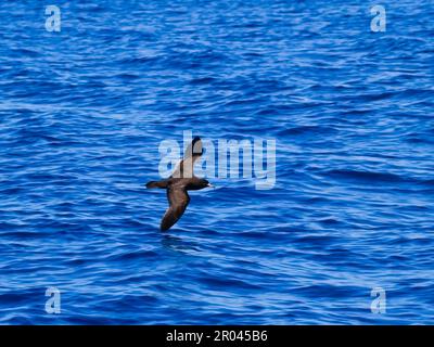 Pétrel noir en vol à travers l'océan bleu dans la baie de l'abondance. Banque D'Images