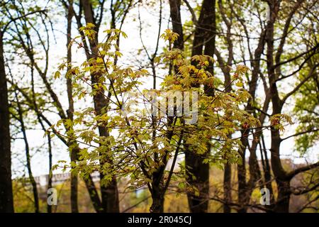 Branche de globosum de Norvège érable avec feuilles. Nom latin Acer platanoides globosum Banque D'Images