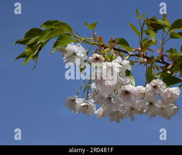 Gros plan de fleurs de Prunus 'Shogetsu' contre un ciel bleu au printemps Banque D'Images