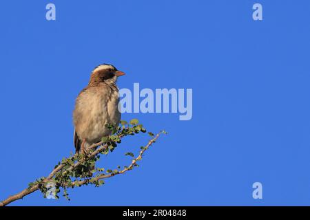 Tisserand blanc brun perching sur une branche en Namibie Banque D'Images