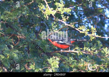 Boubou croisé cramoisi perçant dans un arbre en Namibie Banque D'Images