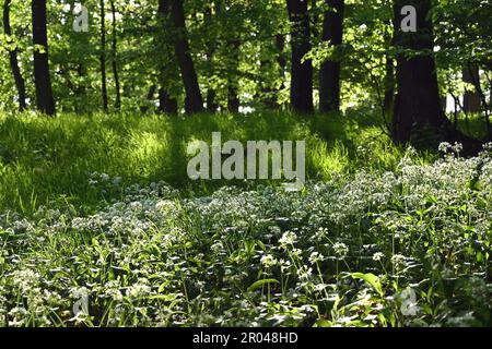 Belle vue sur la forêt avec la lumière du soleil filtrant à travers le feuillage vert, l'herbe et les fleurs d'ail sauvage Banque D'Images