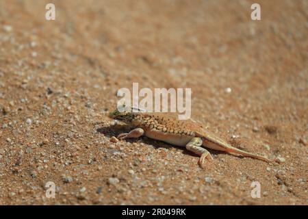 Lézard piqué à la pelle dans le désert du Namib Banque D'Images