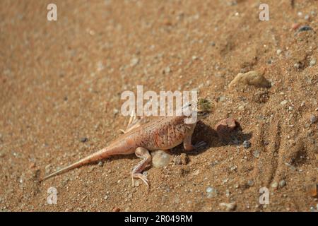 Lézard piqué à la pelle dans le désert du Namib Banque D'Images