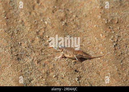 Lézard piqué à la pelle dans le désert du Namib Banque D'Images