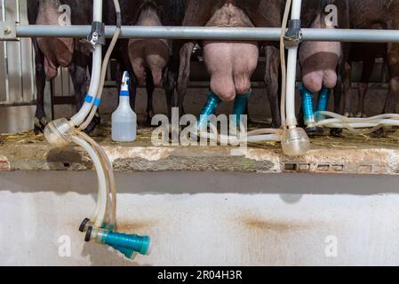 Chèvres d'une ferme dans un alimenteur spécifique pour les retenir pendant qu'ils sont mouilisés par un système automatique. Banque D'Images