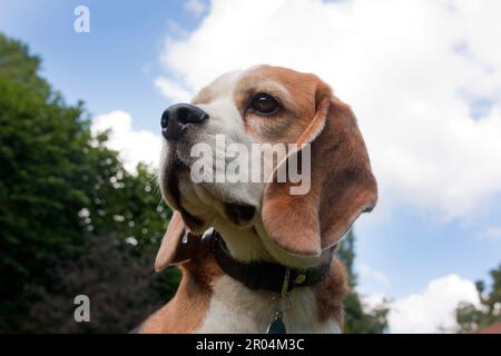 Beagle, portrait à angle bas jeune adulte en plein air Banque D'Images