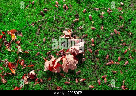 Feuilles de chêne et glands sur l'herbe . Automne nature fond Banque D'Images