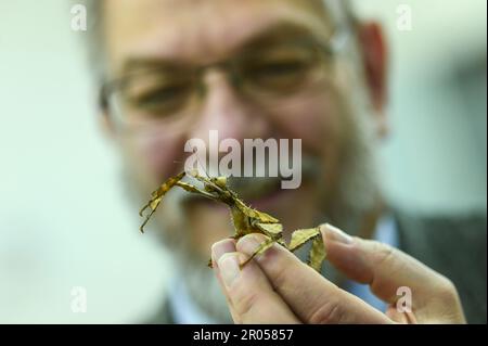 06 mai 2023, Saxe-Anhalt, Halle (Saale): Joachim Händel montre un insecte fantôme géant australien vivant. L'animal appartient à la collection zoologique de l'Université Martin Luther Halle-Witteneberg. La soirée commune des musées des villes de Halle et Leipzig a invité 85 musées, galeries et collections. Photo: Heiko Rebsch/dpa Banque D'Images