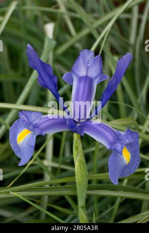 Iris romantique aux pétales violets fleuris en plein air au printemps Banque D'Images