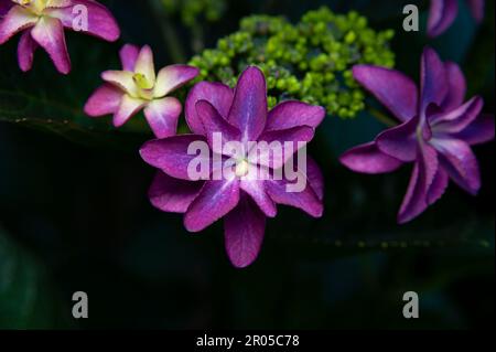 Belle fleur pourpre Hydrangea macrophylla espèce connue au Japon sous le nom de Gaku-ajisai. Banque D'Images