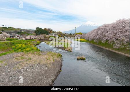 Cerisiers en fleurs bordant le fleuve Urui à Fuji City avec le majestueux Mont Fuji en arrière-plan. Banque D'Images