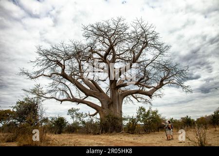 Un magnifique baobab africain domine dans le parc national de Zambèze au Zimbabwe Banque D'Images