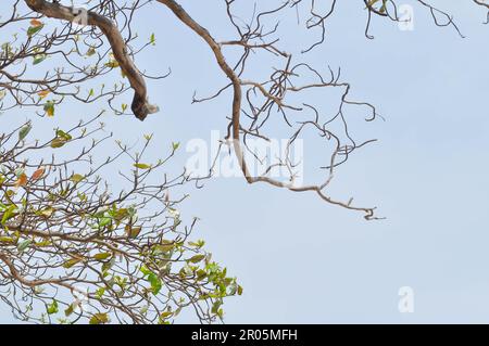 Terminalia catappa, amande tropicale ou amande indienne ou fausse kamani ou COMBRETACEAE et fond de ciel Banque D'Images