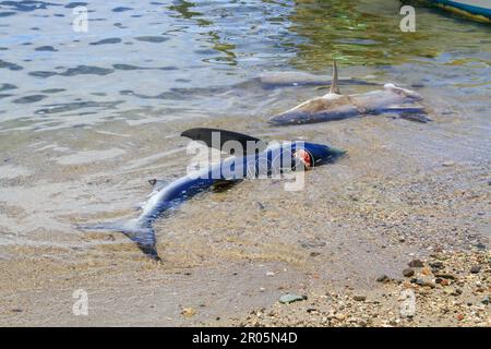 Les requins capturés par les pêcheurs traditionnels sont placés sur le sable de la plage après avoir été déchargés des bateaux de pêche. Banque D'Images