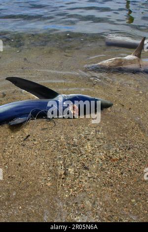 Les requins capturés par les pêcheurs traditionnels sont placés sur le sable de la plage après avoir été déchargés des bateaux de pêche. Banque D'Images