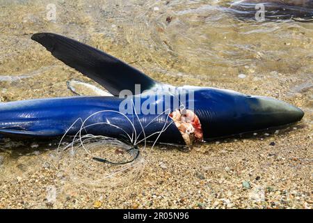 Les requins capturés par les pêcheurs traditionnels sont placés sur le sable de la plage après avoir été déchargés des bateaux de pêche. Banque D'Images