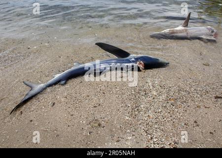 Les requins capturés par les pêcheurs traditionnels sont placés sur le sable de la plage après avoir été déchargés des bateaux de pêche. Banque D'Images