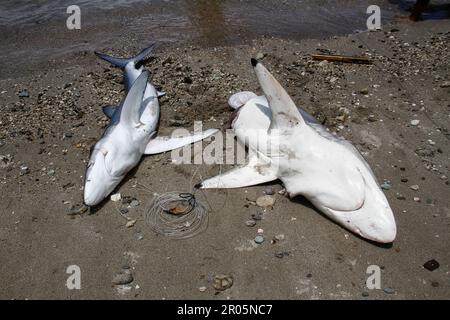 Les requins capturés par les pêcheurs traditionnels sont placés sur le sable de la plage après avoir été déchargés des bateaux de pêche. Banque D'Images