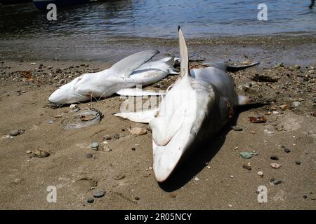 Les requins capturés par les pêcheurs traditionnels sont placés sur le sable de la plage après avoir été déchargés des bateaux de pêche. Banque D'Images