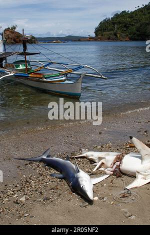 Les requins capturés par les pêcheurs traditionnels sont placés sur le sable de la plage après avoir été déchargés des bateaux de pêche. Banque D'Images