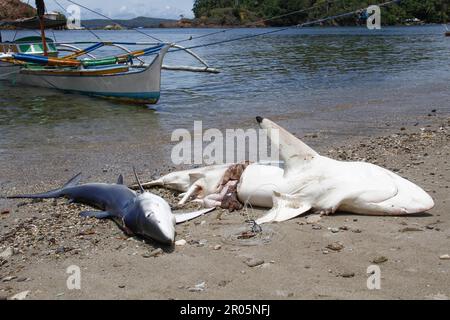 Les requins capturés par les pêcheurs traditionnels sont placés sur le sable de la plage après avoir été déchargés des bateaux de pêche. Banque D'Images