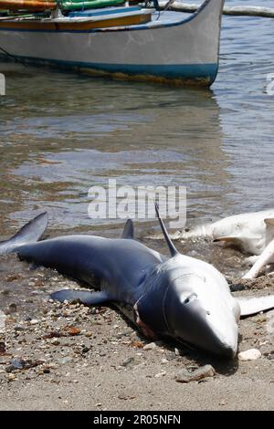 Les requins capturés par les pêcheurs traditionnels sont placés sur le sable de la plage après avoir été déchargés des bateaux de pêche. Banque D'Images