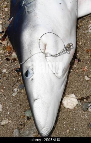 Les requins capturés par les pêcheurs traditionnels sont placés sur le sable de la plage après avoir été déchargés des bateaux de pêche. Banque D'Images