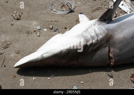 Les requins capturés par les pêcheurs traditionnels sont placés sur le sable de la plage après avoir été déchargés des bateaux de pêche. Banque D'Images