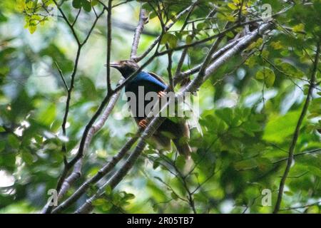Oiseau de paradis mâle à ailes standard, Semioptera wallacii, dans la canopée, endémique à Halmahera et rare, Weda, Halmahera, Indonésie Banque D'Images