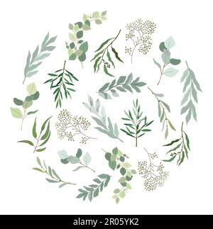 Entourez les feuilles et les branches d'eucalyptus vert remplis. Illustration botanique vectorielle colorée détaillée dessinée à la main, isolée sur fond blanc Illustration de Vecteur